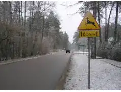 Niebezpieczne dzikie zwierzęta! Zderzenie w Kleszewie