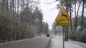 Niebezpieczne dzikie zwierzęta! Zderzenie w Kleszewie