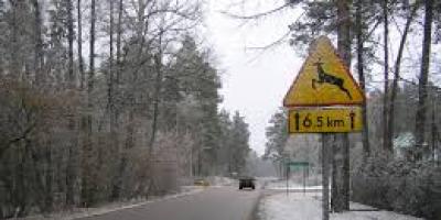 Niebezpieczne dzikie zwierzęta! Zderzenie w Kleszewie