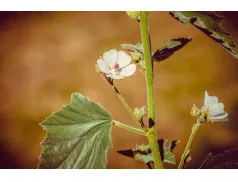 Prawoślaz lekarski. Naturalny sojusznik twojej odporności
