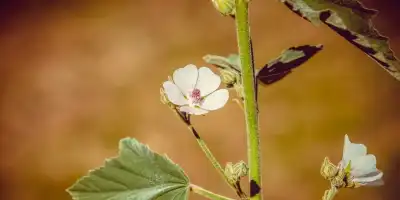 Prawoślaz lekarski. Naturalny sojusznik twojej odporności