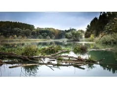 Wysoki poziom wody w Narwi w Pułtusku 