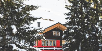 Jaki gatunek drewna wybrać do budowy domu?