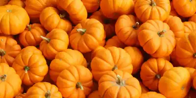 Dynia na twoim talerzu. Pyszne przepisy na roladki i pierogi.