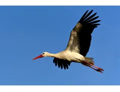 Światowy Dzień Ptaków Wędrownych 2019 - bezpłatna wycieczka nad Narew