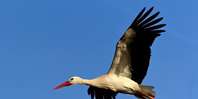 Światowy Dzień Ptaków Wędrownych 2019 - bezpłatna wycieczka nad Narew