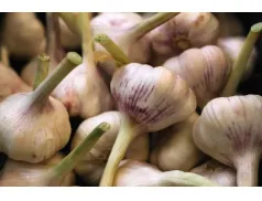 Czosnek - smakowity dodatek do potraw i zdrowotna skarbnica.