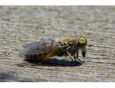 Co zrobić, gdy ugryzie cię końska mucha?