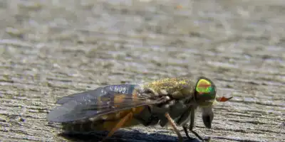 Co zrobić, gdy ugryzie cię końska mucha?