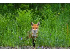 Wiosenne szczepienie lisów na Mazowszu