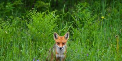 Wiosenne szczepienie lisów na Mazowszu