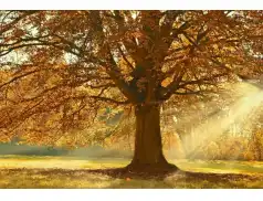 Jesienny klimat w przyrodzie