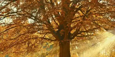 Jesienny klimat w przyrodzie