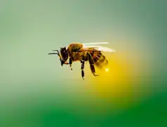 Bądź świadomy! Bądź przygotowany!  Anafilaksja tematem przewodnim tegorocznego Światowego Tygodnia Alergii.