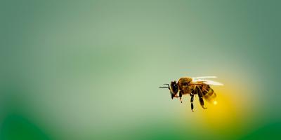 Bądź świadomy! Bądź przygotowany!  Anafilaksja tematem przewodnim tegorocznego Światowego Tygodnia Alergii.