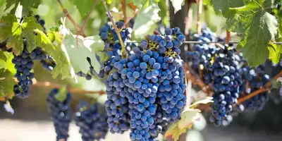 Winogrona domowe. Zdrowie i bogactwo witamin na twoim ogródku