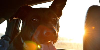 Nie zostawiaj dziecka ani zwierzęcia w aucie podczas upału. To może skończyć się tragicznie