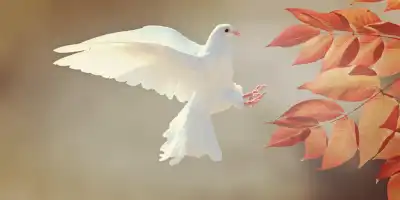 Międzynarodowy Dzień Pokoju - historia i znaczenie.