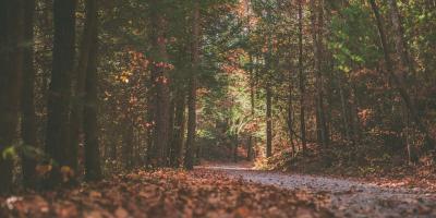 Pora jesieni szczególnie niebezpieczna dla kierowców i pieszych