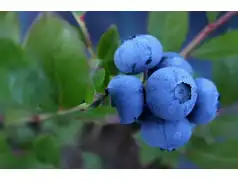 Zdrowie i smak w jednym czyli kreatywne pomysły na borówkę amerykańską