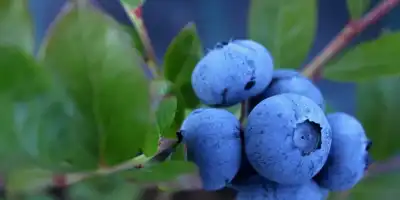 Zdrowie i smak w jednym czyli kreatywne pomysły na borówkę amerykańską