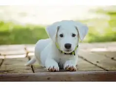 Światowy Dzień Zwierząt 2018