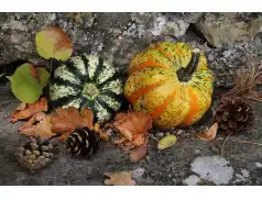 Kolorowa jesień w ogrodzie. Wrześniowe porady ogrodnicze.