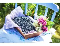 Zdrowe przysmaki. Domowe owsiane ciasto z jagodami