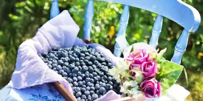 Zdrowe przysmaki. Domowe owsiane ciasto z jagodami