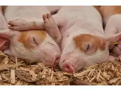 Ognisko afrykańskiego pomoru świń u sąsiadów