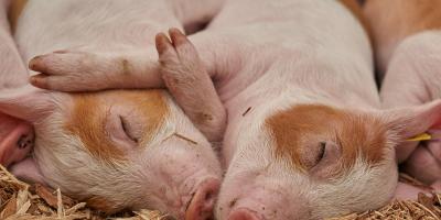 Ognisko afrykańskiego pomoru świń u sąsiadów