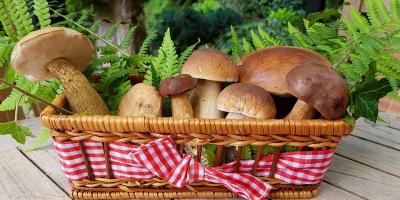 Grzybobranie - jak rozpoznać dobre grzyby? Jak się przygotować do grzybobrania?
