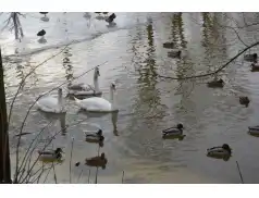 Ptakoliczenie 2018 w Pułtusku - fotorelacja ze spaceru