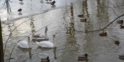 Ptakoliczenie 2018 w Pułtusku - fotorelacja ze spaceru