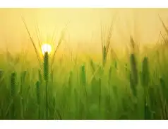 Dopłaty bezpośrednie dla rolników - wyszukiwarka osób i sum dopłat