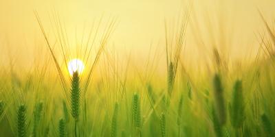 Dopłaty bezpośrednie dla rolników - wyszukiwarka osób i sum dopłat