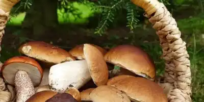 Jak zrobić sos z leśnych świeżych grzybów?