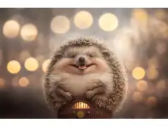 Dzień Jeża. Małe kuleczki z szóstym zmysłem.