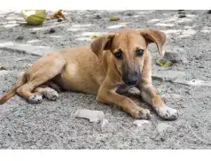 Bezdomne psy trafią z Pułtuska do Schroniska w Radysach