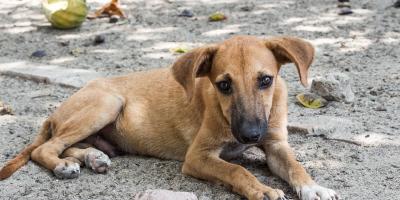 Bezdomne psy trafią z Pułtuska do Schroniska w Radysach