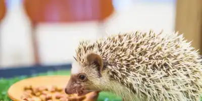 Dzień Jeża. Zdrowa dieta dla naszych Kolczastych przyjaciół.