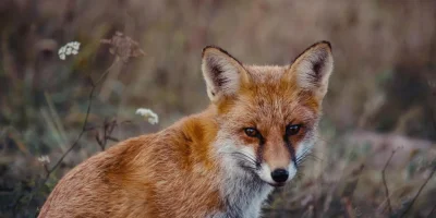 Wścieklizna na Mazowszu. Służby w Pułtusku wydały komunikat dla mieszkańców