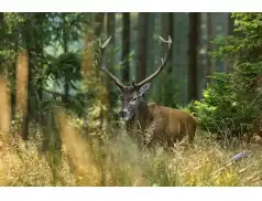 Hubertus - ogólnopolskie święto myśliwych odbędzie się w Pułtusku