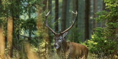 Hubertus - ogólnopolskie święto myśliwych odbędzie się w Pułtusku
