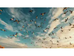 Wędrowne cienie nieba. Fascynujący świat ptasich podróży.