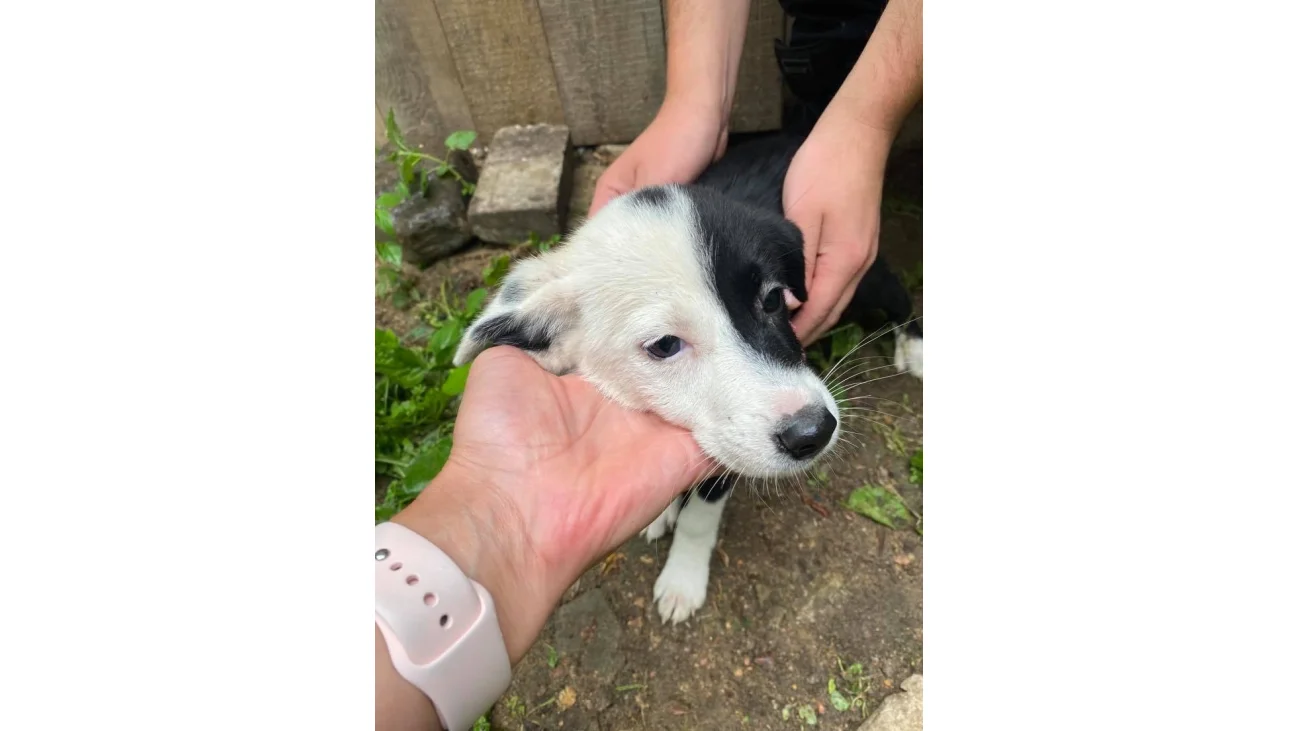 Zaadoptuj psiaka. 