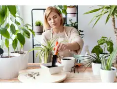 Rośliny, które korzystnie wpływają na aurę w domu