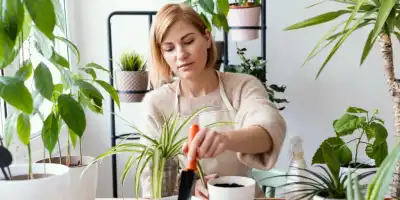 Rośliny, które korzystnie wpływają na aurę w domu