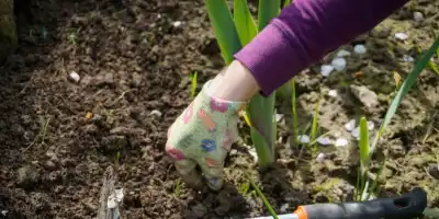 Jakie rośliny wysiewać w lutym i marcu?