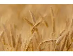 Będą szacować straty na polach. Rolnicy mogą składać wnioski. Sprawdź terminy składania wniosków w Urzędach w powiecie pułtuskim